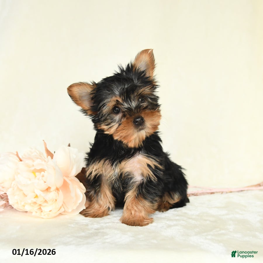 Yorkshire Terrier dogs Ellie - Ad 18