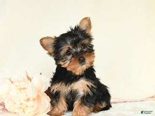 Yorkshire Terrier dogs Ellie - Ad 4