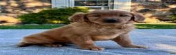 Golden Retriever dogs for sale: Libby - Ad 4