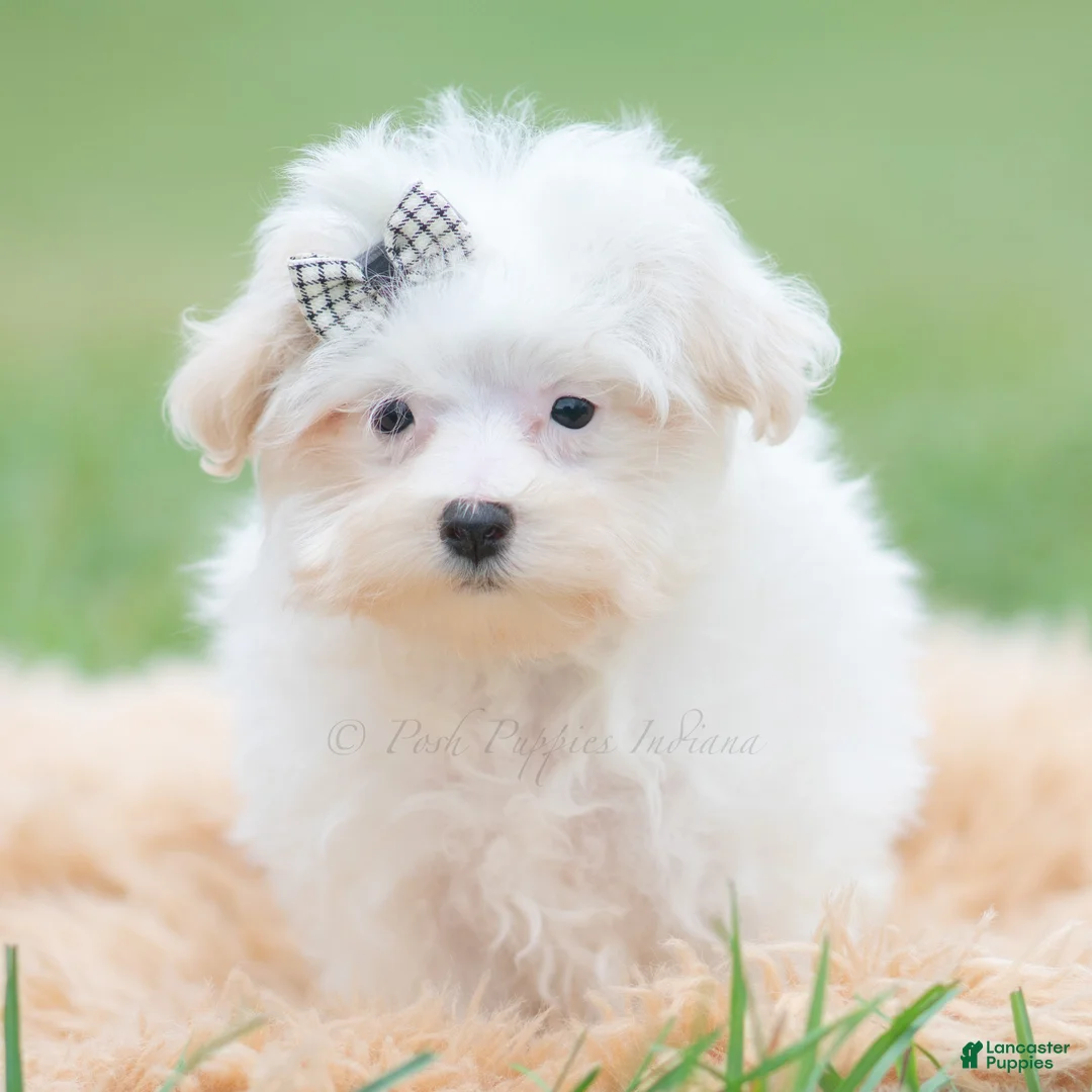 Maltipoo dogs for sale: Otis - Ad 2