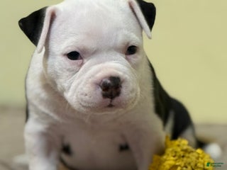 American Bully dogs American Bully Puppy 1 - Ad 4