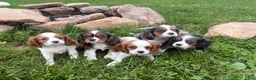 Cavalier King Charles Spaniel dogs for sale: Leah - Ad 14