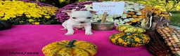 Chihuahua dogs for sale: Trevor - Ad 4