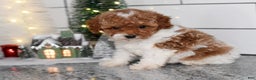 Toy Poodle dogs for sale: Queenie - Ad 1