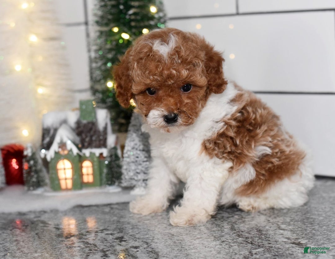 Toy Poodle dogs for sale: Queenie - Ad 1