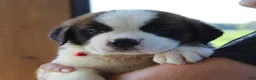 Saint Bernard dogs for sale: Missy - AKC Champion Bloodlines - Ad 4
