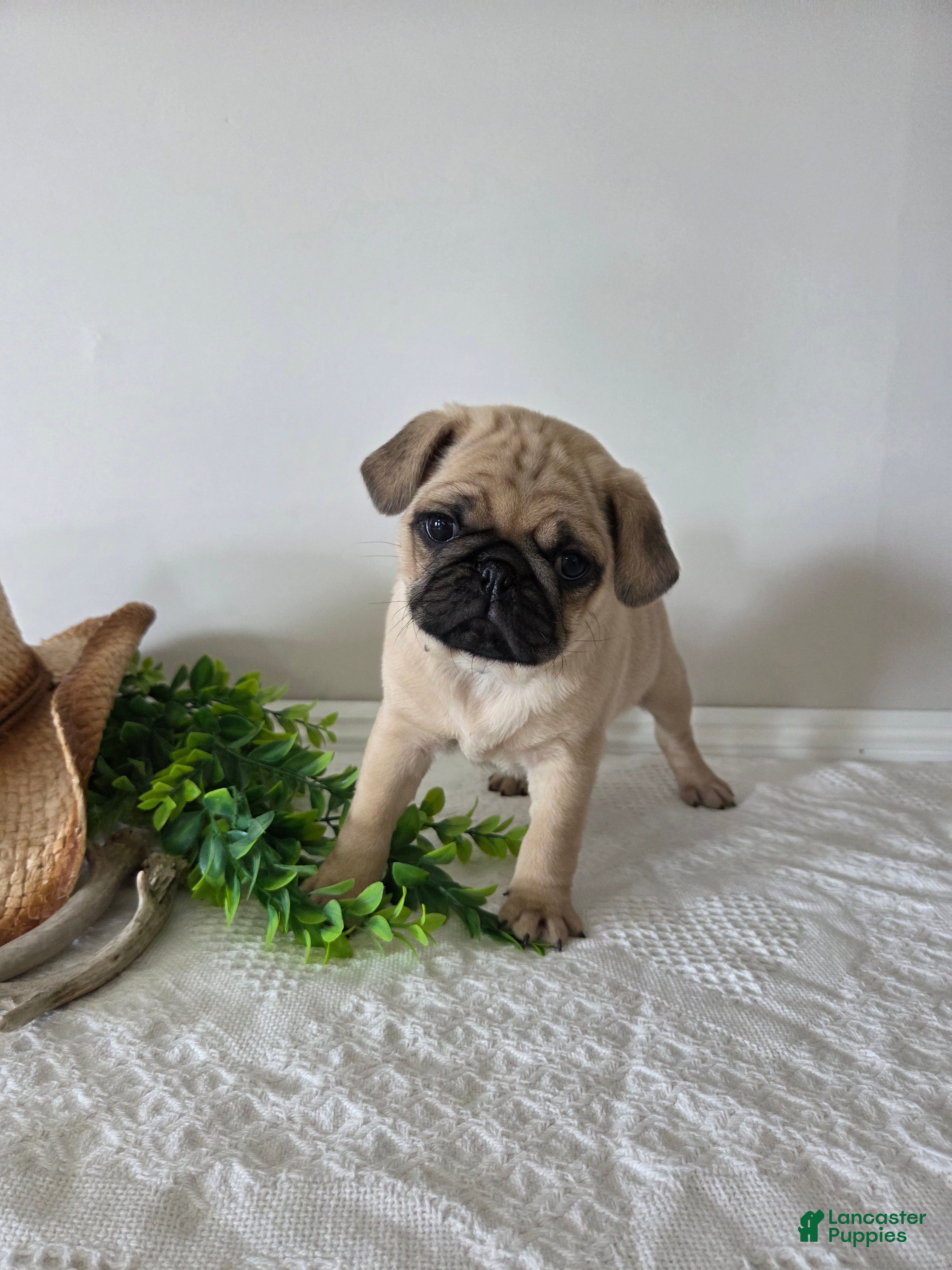 Puggle dogs Buster - Ad 2