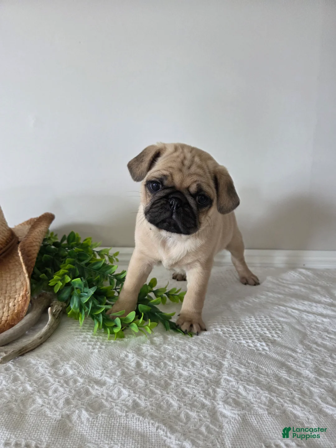 Puggle dogs for sale: Buster - Ad 2