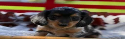 Miniature Dachshund dogs for sale: Bonnie - Ad 6