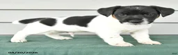 Jack Russell Terrier dogs for sale: Fergus - Ad 3