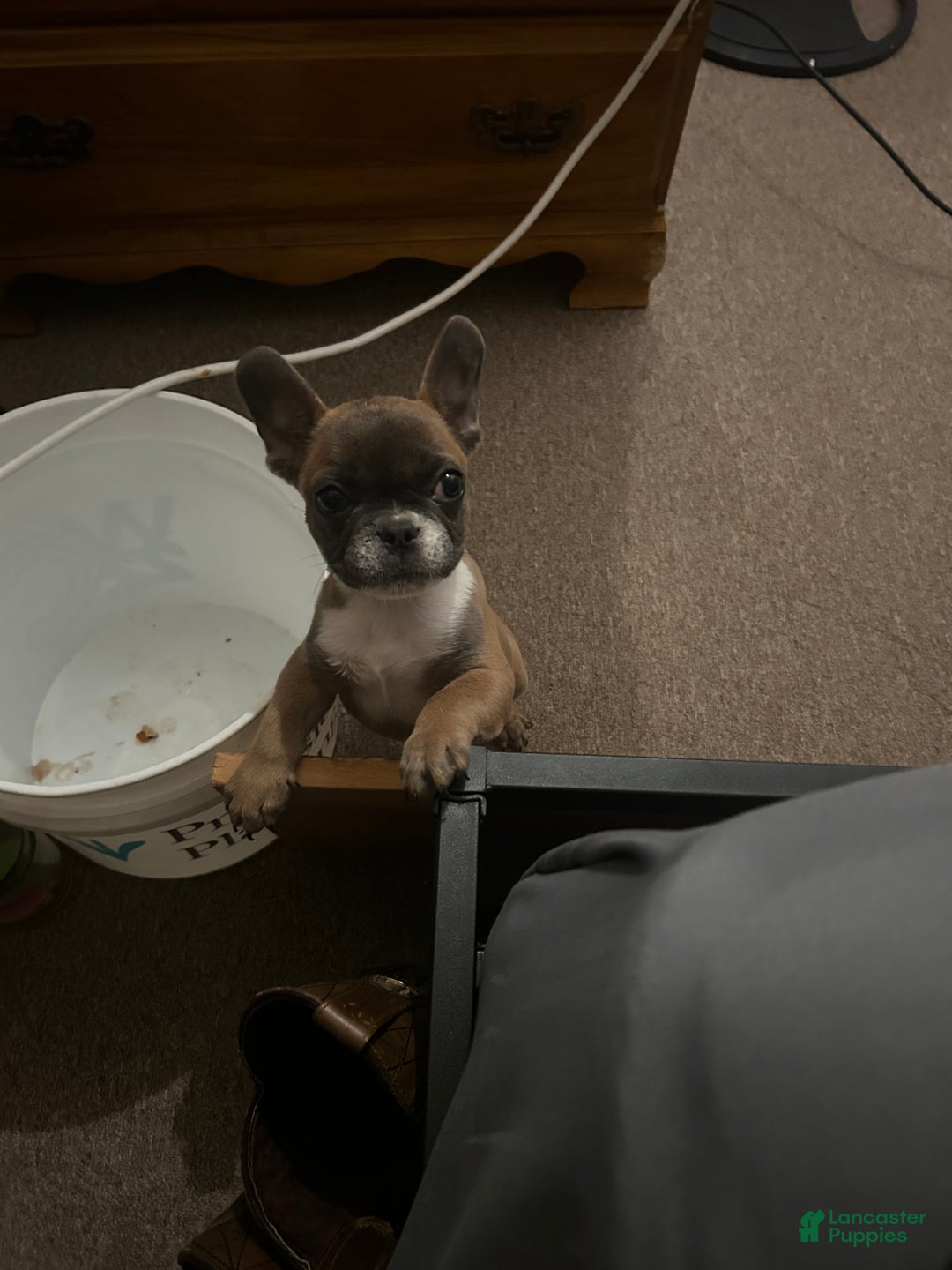 French Bulldog dogs for sale: French Bulldog Puppy 1 - Ad 3