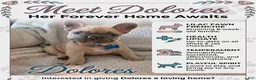 French Bulldog dogs for sale: French Bulldog Puppy 1 - Ad 1