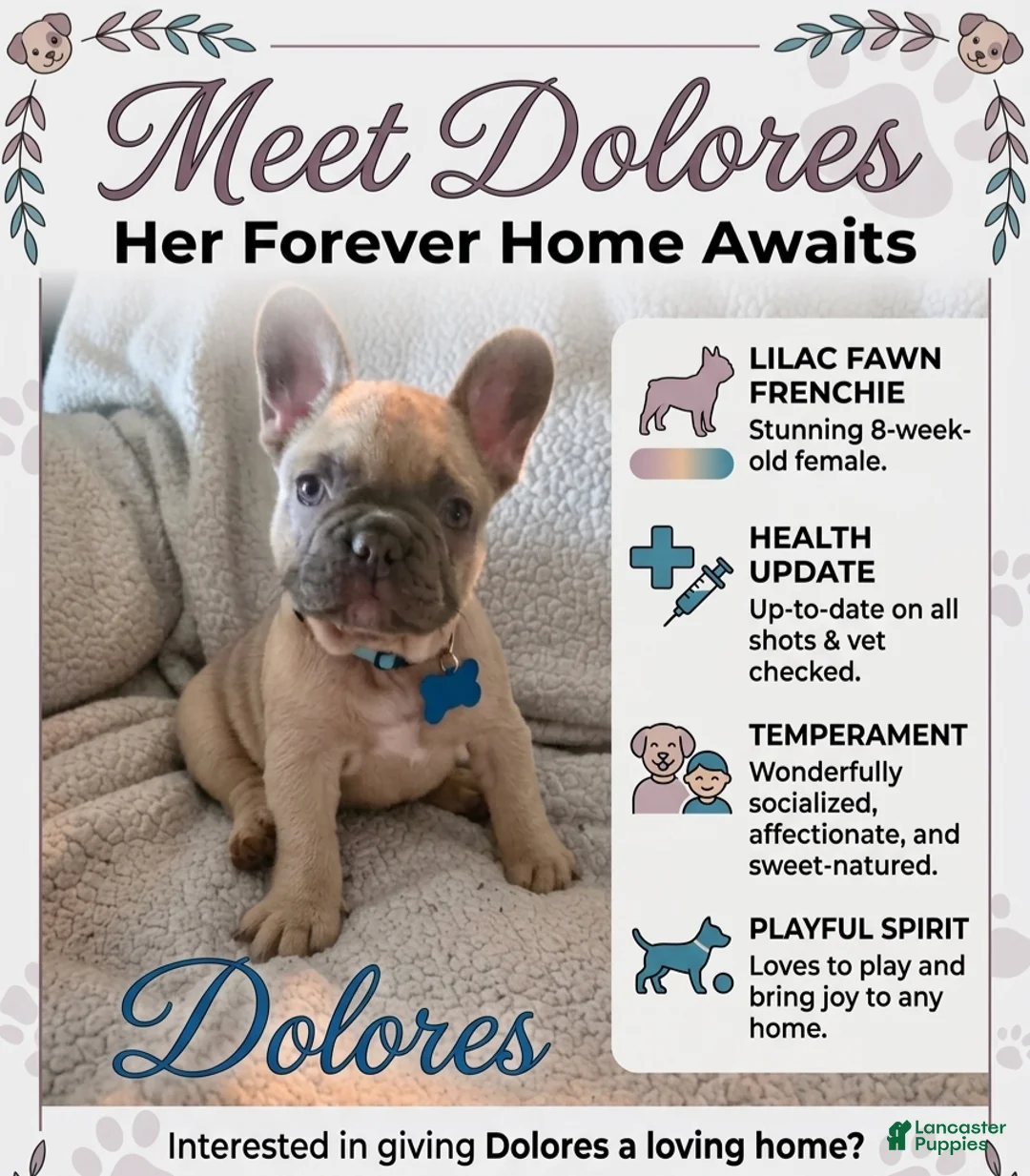 French Bulldog dogs for sale: French Bulldog Puppy 1 - Ad 1