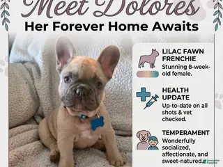 French Bulldog dogs French Bulldog Puppy 1 - Ad 16