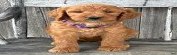 Irish Doodle dogs for sale: Charlotte  - Ad 13