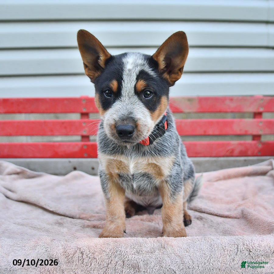 Australian Cattle Dog dogs Rex - Ad 1