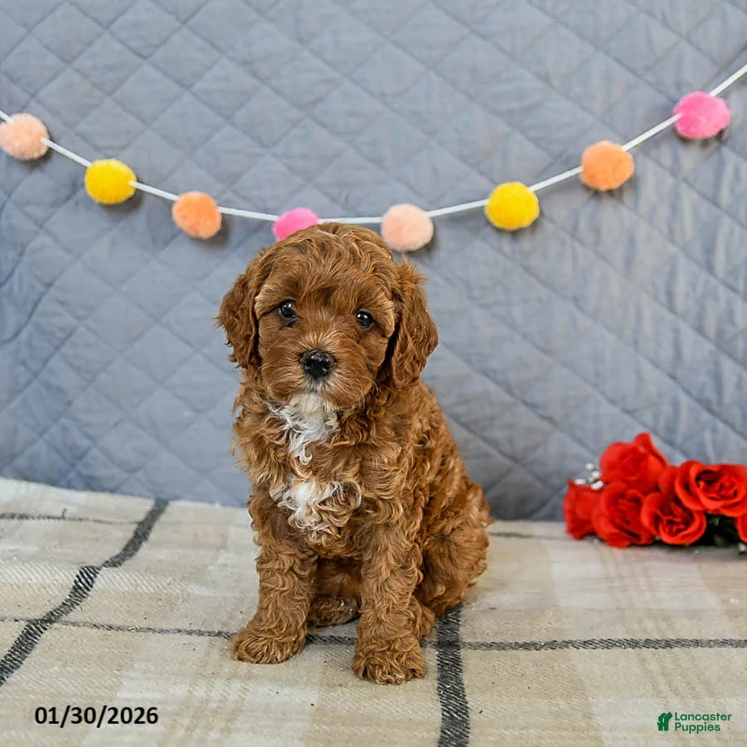 Cavapoo dogs for sale: Indie - Ad 1