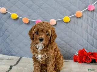 Cavapoo dogs Indie - Ad 10