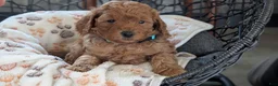 Toy Poodle dogs for sale: Wyman - Ad 8