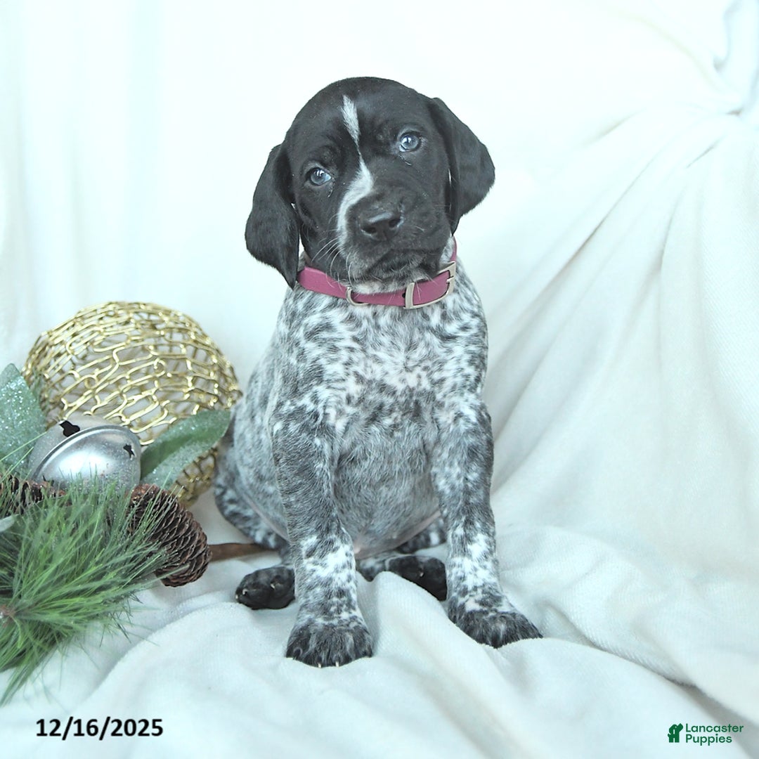German Shorthaired Pointer dogs for sale: Daisy - Ad 2