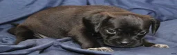 Puggle dogs for sale: Chewy - Ad 16