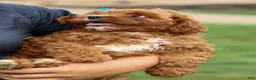 Cavapoo dogs for sale: Kody 🐶 - Ad 8