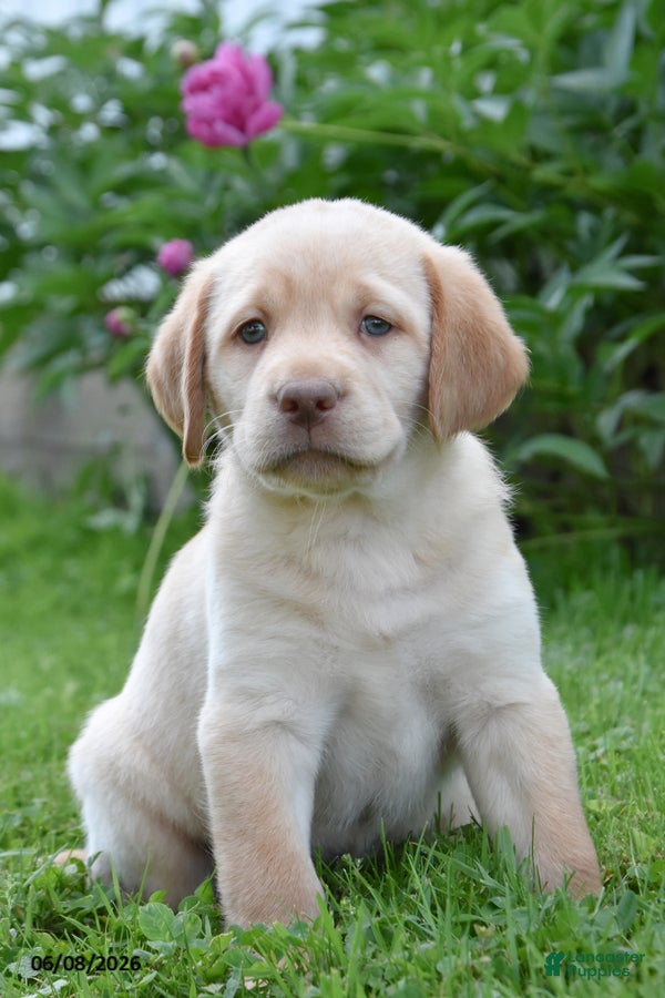 Labrador Retriever dogs Maya - Ad 1
