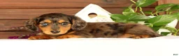 Miniature Dachshund dogs for sale: Thomas - Ad 8