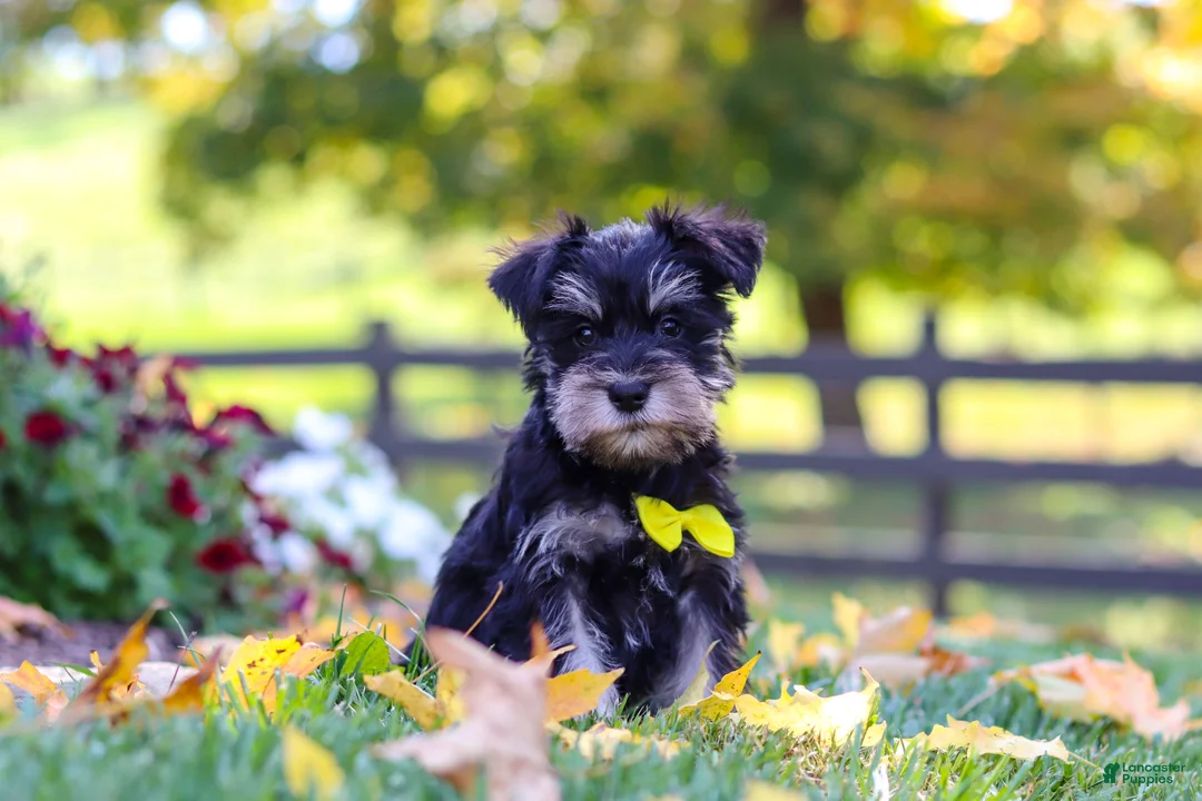 Miniature Schnauzer dogs for sale: Kevin - Ad 1