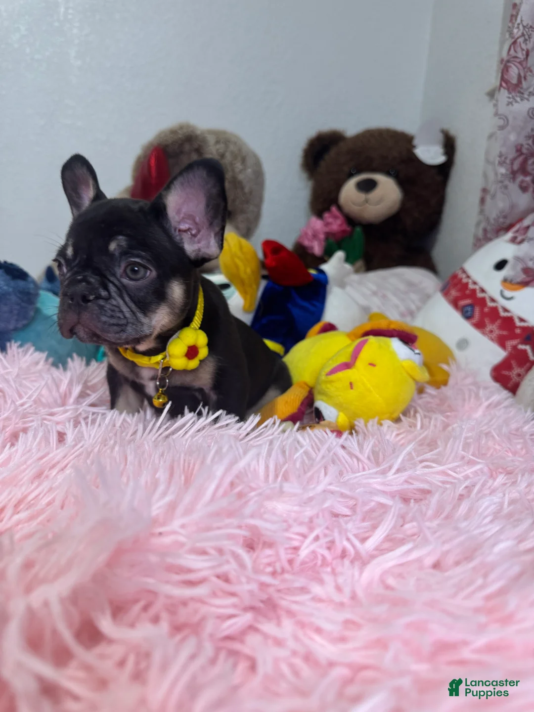 French Bulldog dogs for sale: French Bulldog Puppy  - Ad 3
