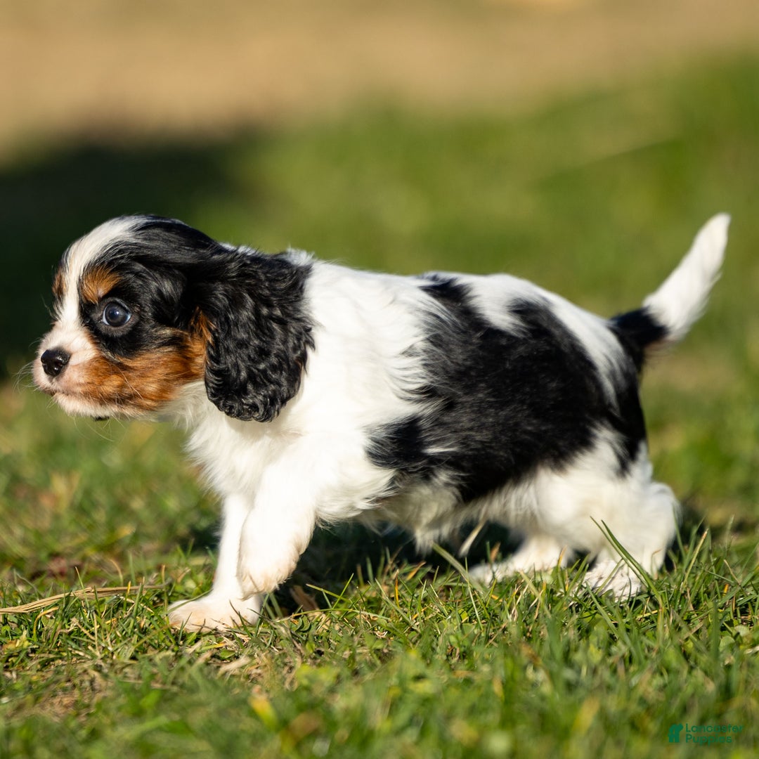 Cavalier King Charles Spaniel dogs for sale: Baxter - Ad 4
