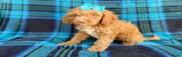 Cockapoo dogs for sale: Trixie - Ad 3