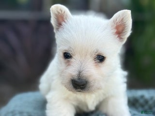 West Highland Terrier dogs - Ad 8