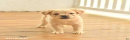 French Bulldog dogs for sale: Russelll - Ad 3