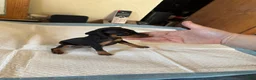 Miniature Pinscher dogs for sale: Miniature Pinscher Puppy 3 - Ad 7