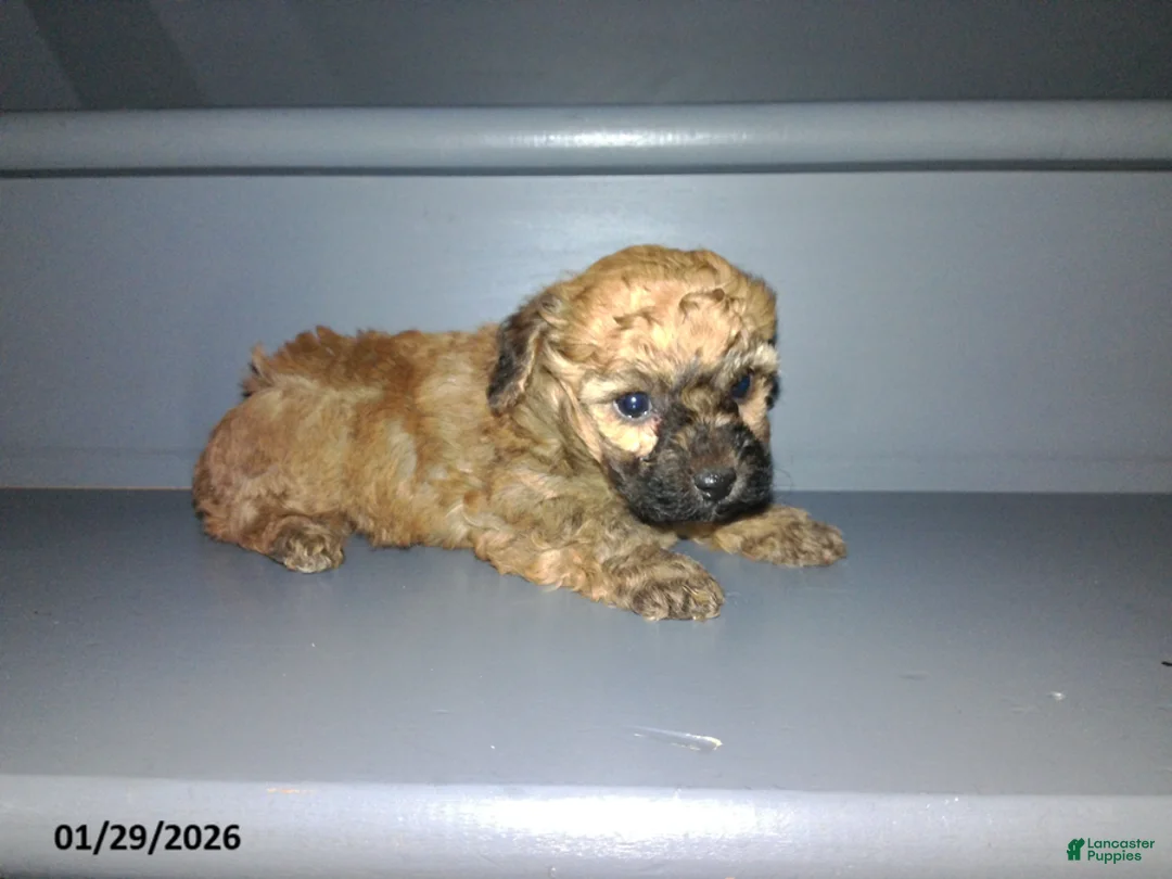 Yorkiepoo dogs for sale: Cody - Ad 15