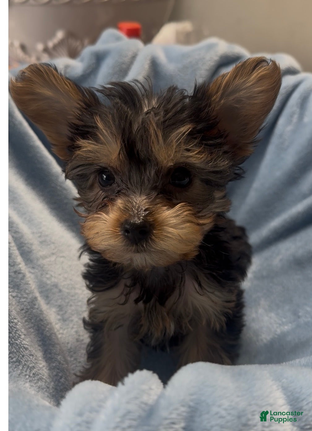 Yorkshire Terrier dogs Yorkshire Terrier  - Ad 16