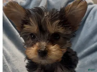Yorkshire Terrier dogs Yorkshire Terrier - Ad 13