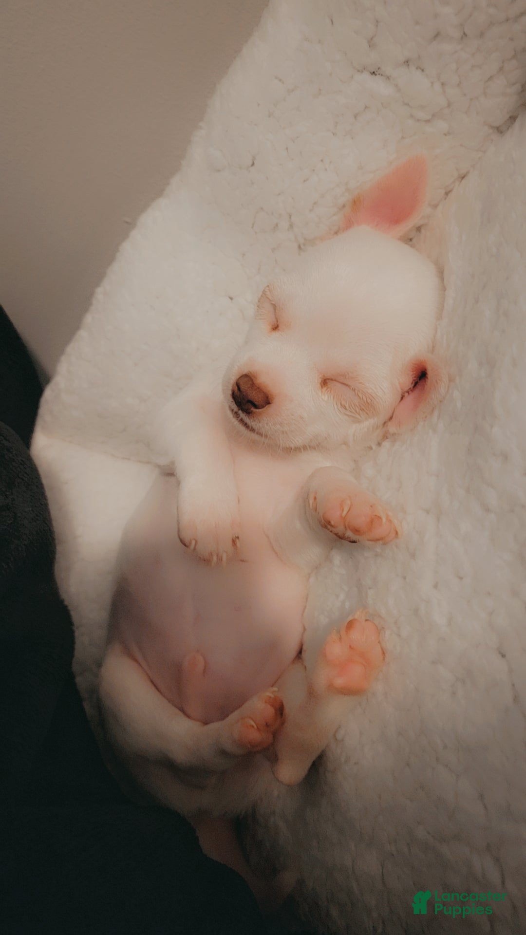 Chihuahua dogs for sale: Chihuahua Puppy 2 - Ad 3