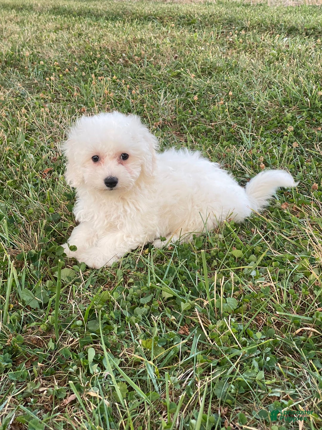 Bichon Frise dogs for sale: Bear - Ad 1