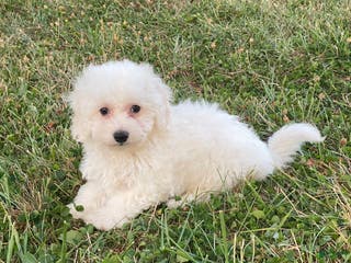 Bichon Frise dogs Bear - Ad 3