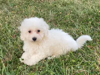 Bichon Frise dogs Bear - Ad 34
