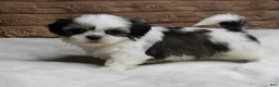 Shih Tzu dogs for sale: Zeke - Ad 5