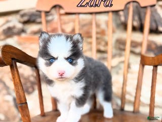 Pomsky dogs Zara - Ad 22