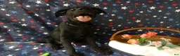 Sheprador dogs for sale: Golden Shepherd 5 Wes - Ad 2