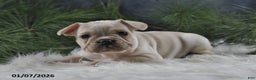 French Bulldog dogs for sale: Archie - Ad 2