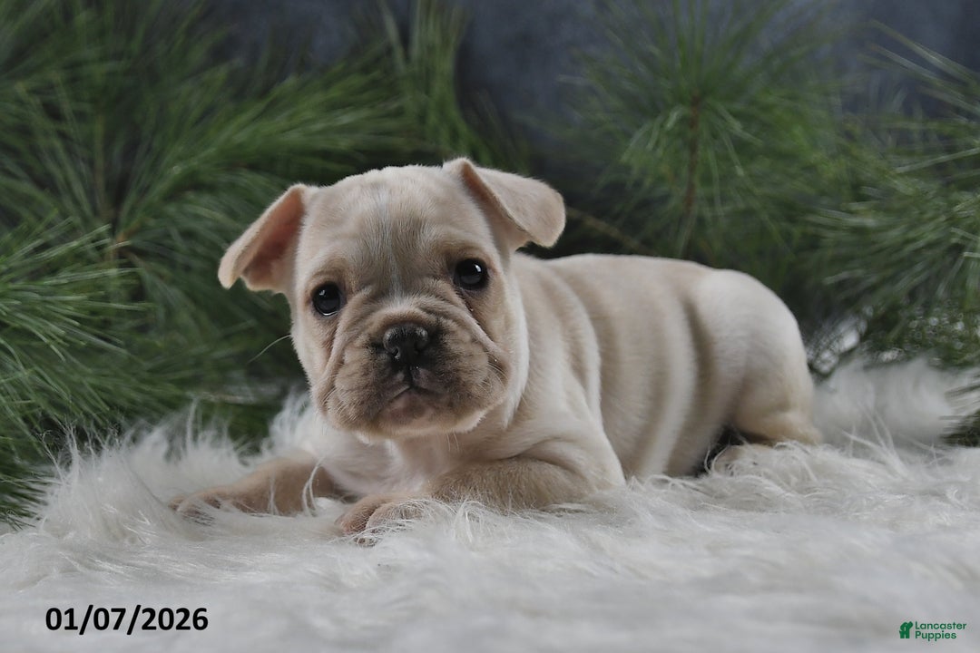 French Bulldog dogs for sale: Archie - Ad 2