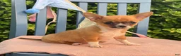Chihuahua dogs for sale: Henry - Ad 13