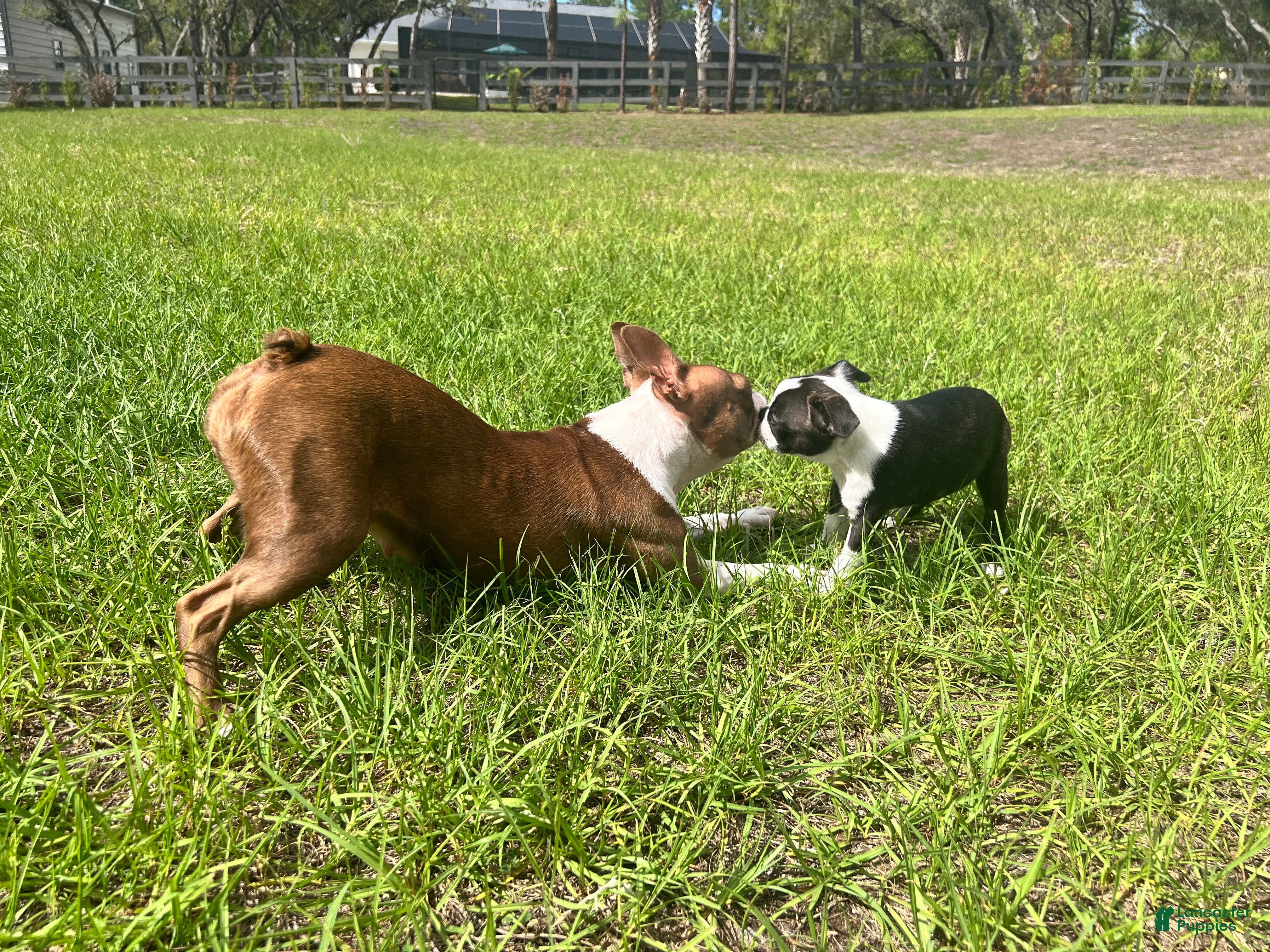 Boston Terrier dogs Boston Terrier Puppy 1 - Ad 1