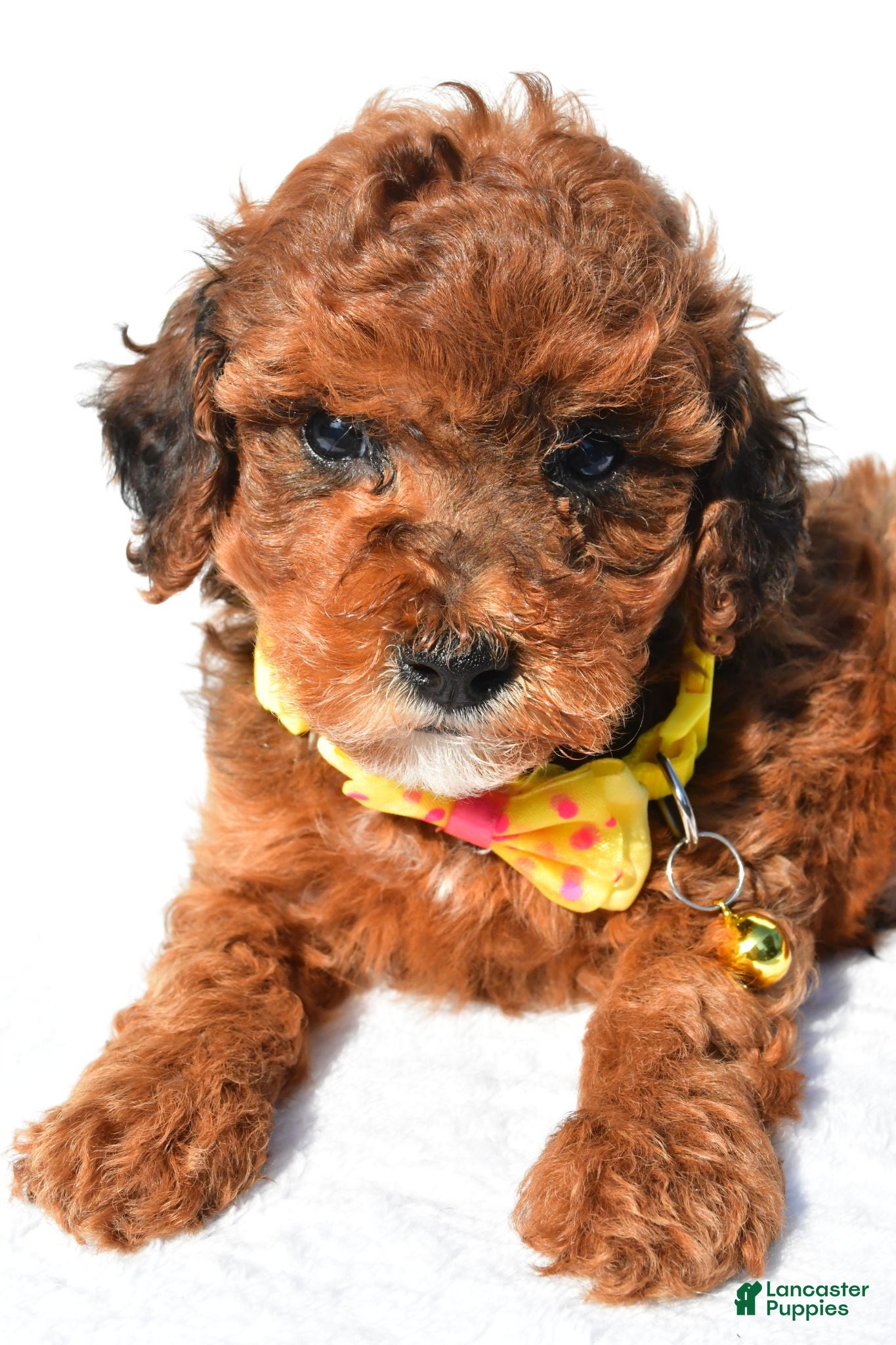 Toy Poodle dogs Patrick - Ad 2